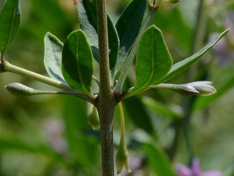 Lycium barbarum